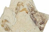 Cretaceous Fossil Shrimps with Fish - Lebanon #349684-1